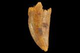 Serrated, Raptor Tooth - Real Dinosaur Tooth #124278-1